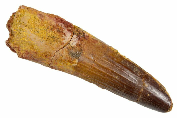 Fossil Spinosaurus Tooth - Real Dinosaur Tooth #305666